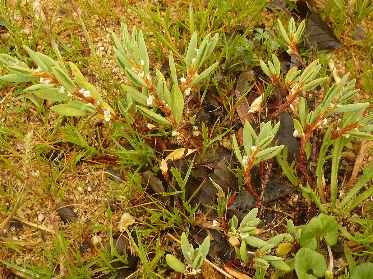 Polygonum maritimum (Polygonaceae)